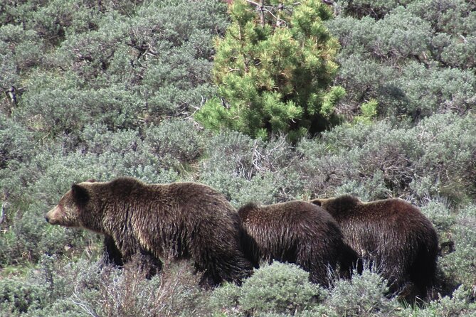 Lamar Valley Safari Hiking Tour with Lunch - Who this hike suits best in Yellowstone
