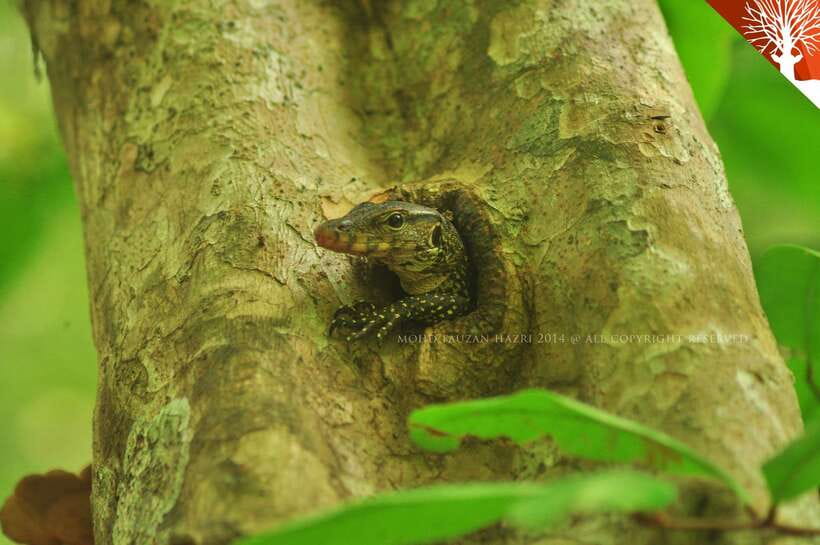 Langkawi: Kilim River Mangrove Safari Kayaking Tour - Kilim River Mangroves: Why This Safari Feels Different Than a Boat Tour