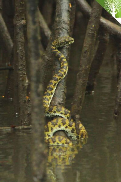 Langkawi: Kilim River Mangrove Safari Kayaking Tour - Tides Decide Everything: Upriver Kayak vs Float-Back Down to the Coast