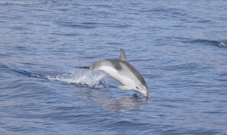 Lanzarote: Sea Safari Experience - Lanzarote Sea Safari: what you’re really buying for $71