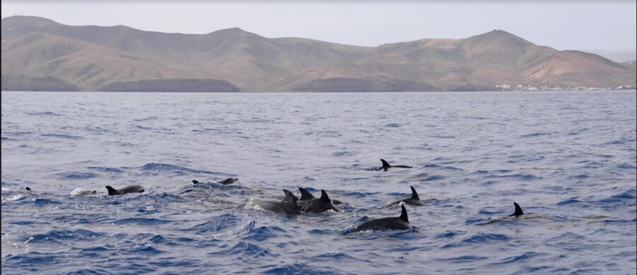 Lanzarote: Sea Safari Experience - The boat experience on a 8.6 m motor trimaran (comfort and motion)
