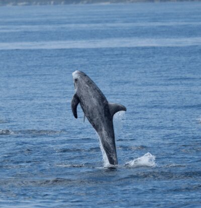 Lanzarote: Sea Safari Experience - Wildlife spotting: why the hydrophone changes the game