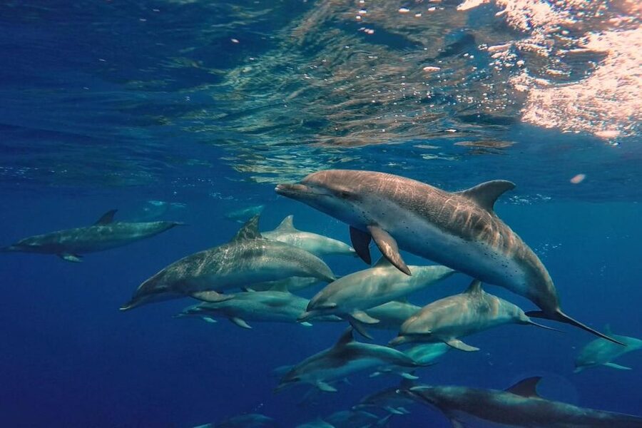 Lanzarote: Sea Safari Experience - What a typical 2–3 hour cruise feels like