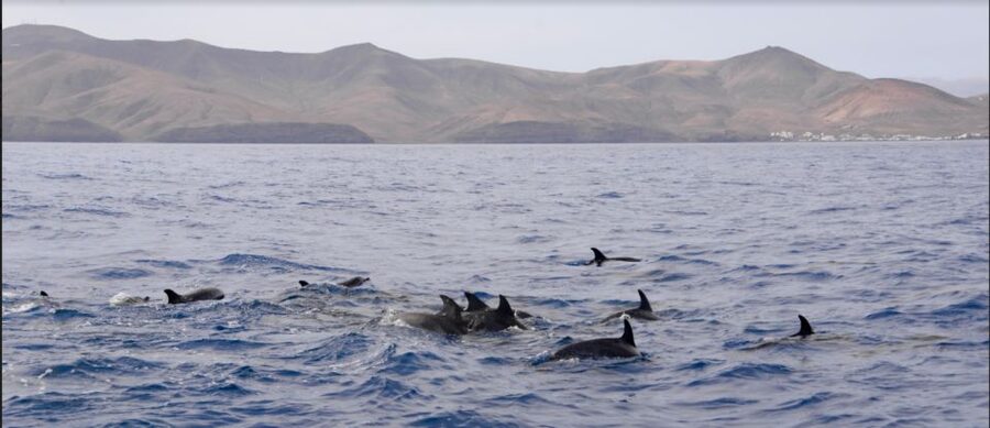Lanzarote: Sea Safari Experience - The guides onboard: what good instruction looks like