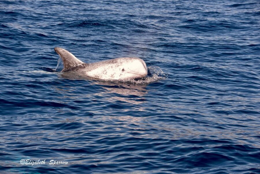 Lanzarote: Sea Safari Experience - Price and value: is $71 worth it?