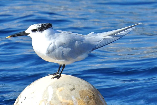 Lanzarote Sea Safari from Puerto calero - Key Points at a Glance