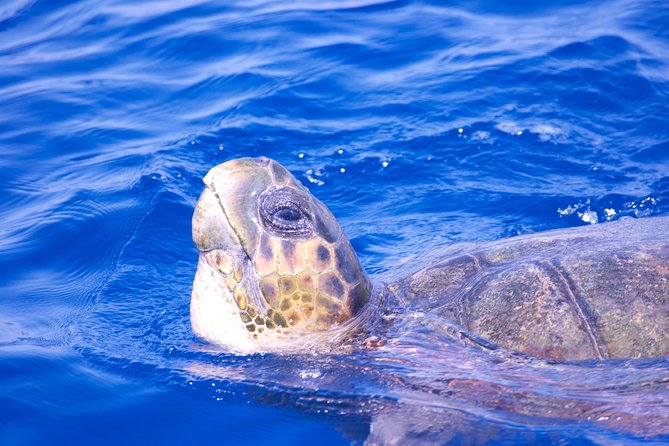 Lanzarote Sea Safari from Puerto calero - Calero Marinas: Volcanic Cliffs, Dormant Volcano Views, and Real Sea Time