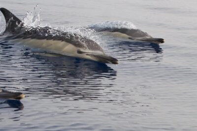 Lanzarote Sea Safari from Puerto calero - Small-Group Boat Comfort: Jackets, Coffee, and Safety First