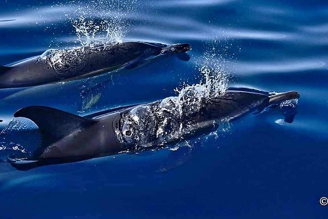 Lanzarote Sea Safari from Puerto calero - Wildlife Encounters: Dolphins, Turtles, Whales, Sharks, and Birds