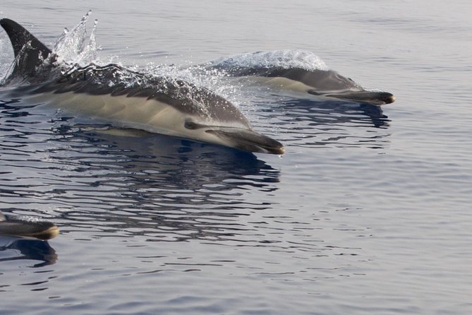 Lanzarote Sea Safari from Puerto calero - Small-Group Boat Comfort: Jackets, Coffee, and Safety First