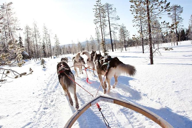 Lapland Husky Safari from Saariselkä - What You Actually Do on This 2-Hour Husky Safari in Saariselkä