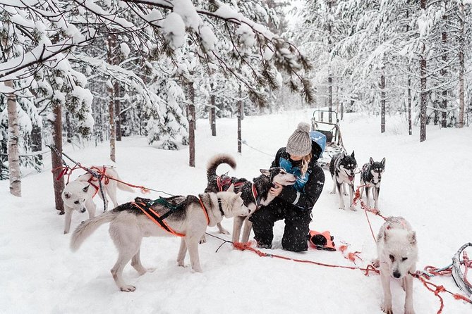 Lapland Husky Safari from Saariselkä - Who Should Book This, and Who Might Prefer Another Style of Tour