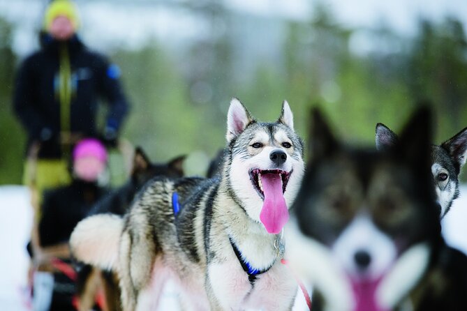 Lapland Reindeer and Husky Safari from Levi - Husky farm: learning the rules, hugging the dogs, then driving