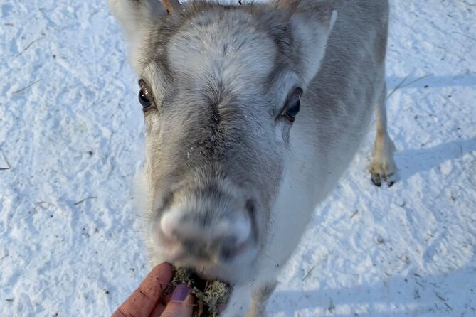 Lapland Reindeer and Husky Safari from Levi - What’s included vs. what you’ll need to bring