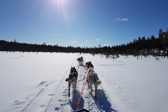Lapland Reindeer and Husky Safari from Levi - Price and value: how $263.12 makes sense (or doesn’t)