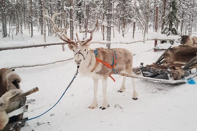 Lapland Reindeer and Husky Safari from Levi - Who should book this tour from Levi