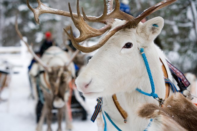 Lapland Reindeer and Husky Safari from Rovaniemi - Reindeer Farm Sleigh Safari: The License Moment and 500 M of Magic