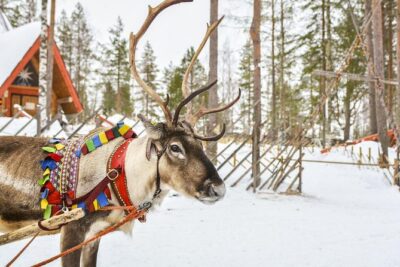 Lapland Reindeer and Husky Safari from Rovaniemi - Huskies After the Fireside: Hugging, Safety Briefing, and a 2 km Run
