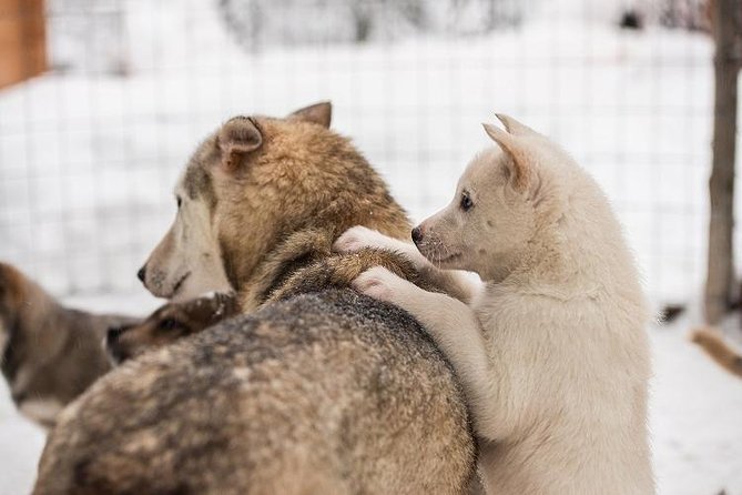 Lapland Reindeer and Husky Safari from Rovaniemi - Price and Value in Plain English