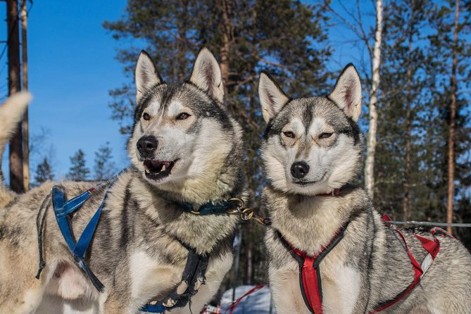 Lapland Reindeer and Husky Safari from Rovaniemi - Should You Book This Lapland Reindeer and Husky Safari?
