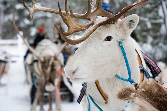 Lapland Reindeer Safari from Rovaniemi - Rovaniemi sleigh time, without turning it into a whole day