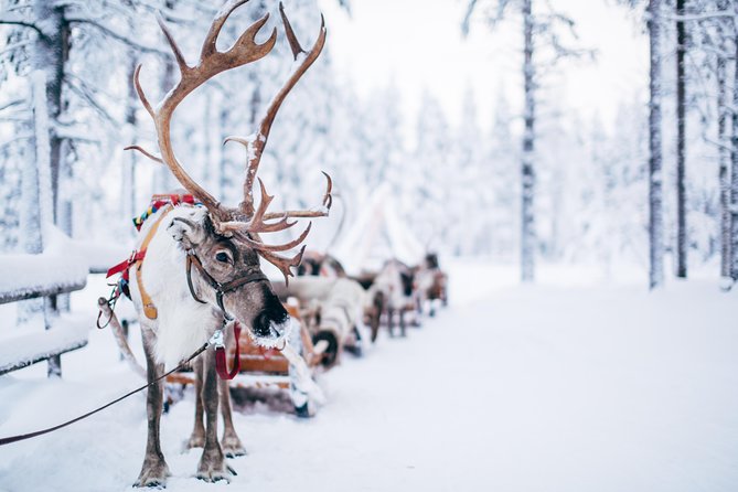 Lapland Reindeer Safari from Rovaniemi - Price and value: where the money goes in 2 hours