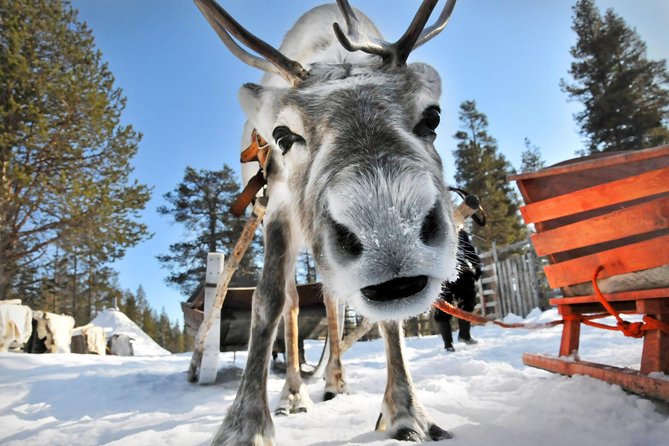 Lapland Reindeer Safari from Rovaniemi - Practical booking tips for a smooth afternoon in winter