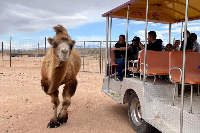Las Vegas Safari Tram Ride and Zoo Tour at Camel Safari - Key highlights at a glance