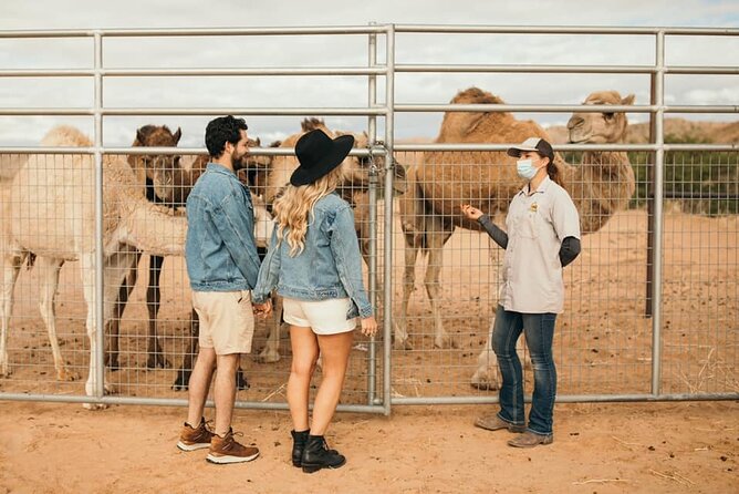 Las Vegas Safari Tram Ride and Zoo Tour at Camel Safari - The Safari Tram Ride: efficient, family-friendly, and made for asking questions