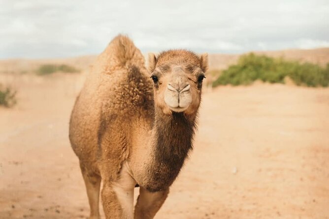 Las Vegas Safari Tram Ride and Zoo Tour at Camel Safari - Practical tips for your 10:00 am start near Bunkerville