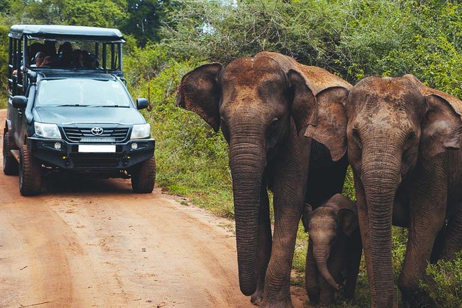 Leopard Safari Tour in Yala National Park - Price and Logistics: what you pay, what you must add, and where value shows up
