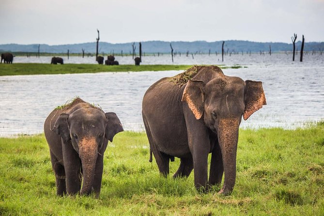 Leopard Safari Tour in Yala National Park - Safari jeeps, comfort on rough roads, and sharing the ride