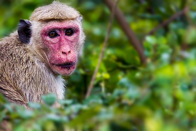 Leopard Safari Tour in Yala National Park - Wildlife expectations: what you can actually hope to see