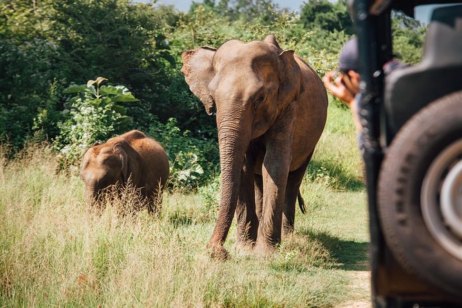 Leopard Safari Tour in Yala National Park - How the safari feels in real time: driving style and photo moments