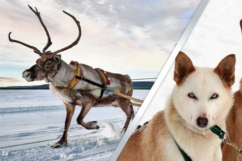 Levi: Lapland Reindeer and Husky Safari - The Reindeer Farm Stop: Kota Warmth, Hot Berry Drink, and a 1 km Sledge