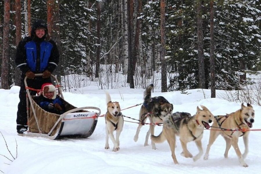 Levi: Lapland Reindeer and Husky Safari - Price and Value: What $294 Really Covers in 3 Hours