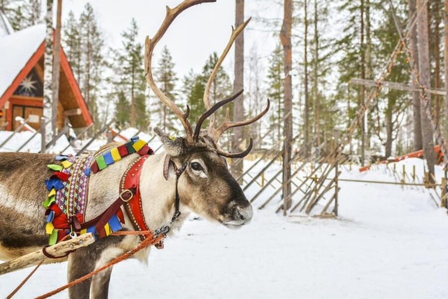 Levi: Lapland Reindeer and Husky Safari - The Bottom Line: Should You Book This Levi Reindeer and Husky Safari?