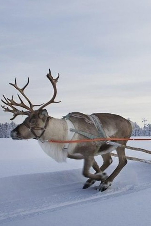 Levi: Lapland Reindeer and Husky Safari - Husky Home and the 2 km Husky Sled Ride: The Most Exciting Part