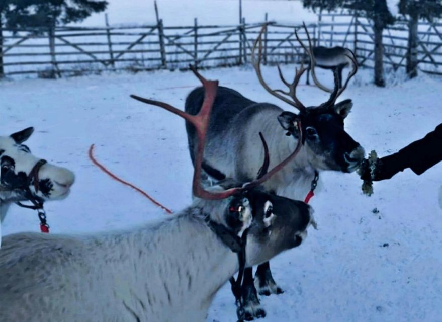 Levi: Lapland Reindeer Safari - Meeting the Reindeer: Feeding With Lichen (The Part You’ll Remember)
