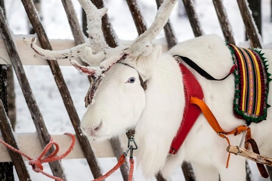 Levi: Lapland Reindeer Safari - Warming Up by the Fire: Hot Drink, Cookies, and Lappish Culture