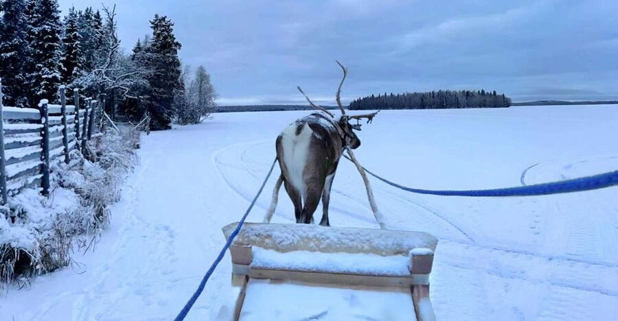 Levi: Lapland Reindeer Safari - If Snow Is Thin: The Farm-Visit Option Without the Sled