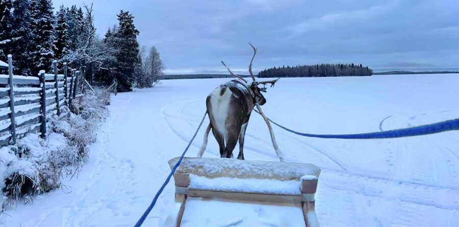 Levi: Lapland Reindeer Safari - The Value Question: Is $114 a Good Deal?