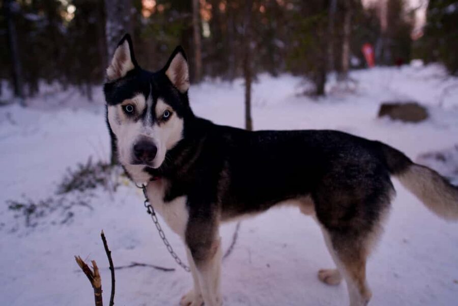 Levi: Winter Wilderness Husky & Reindeer Safari Combo Tour - The snowmobile-towed sleigh ride: the fun connector step