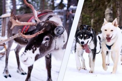 Levi: Winter Wilderness Husky & Reindeer Safari Combo Tour - The reindeer sleigh ride: blankets, bells, and real herder stories