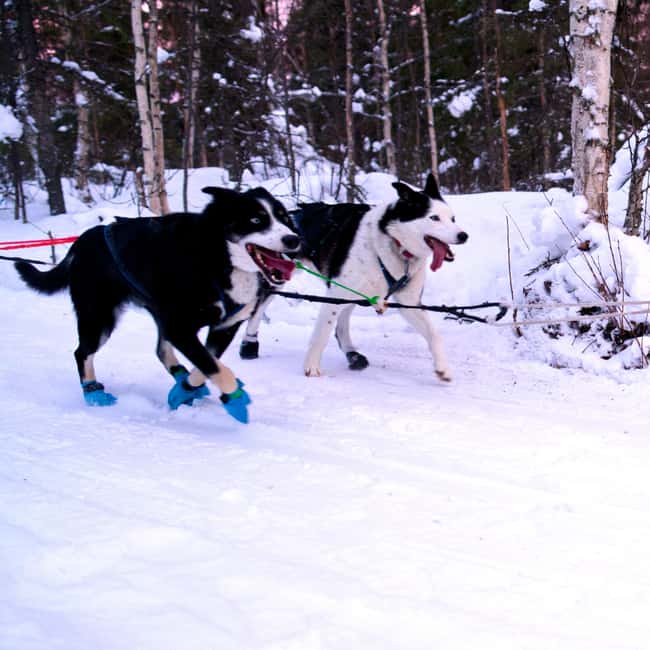 Levi: Winter Wilderness Husky & Reindeer Safari Combo Tour - Cold-weather reality check: what to wear and who should skip it