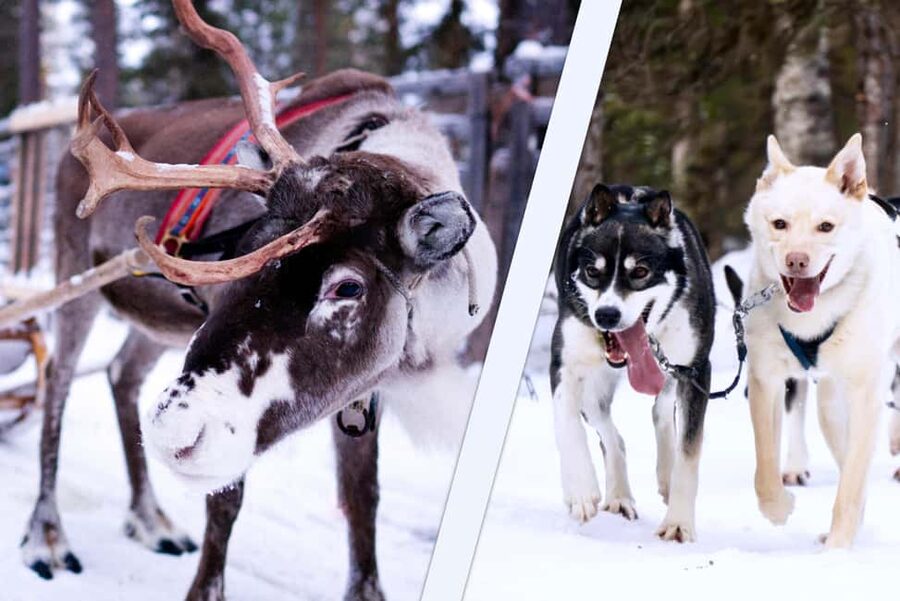 Levi: Winter Wilderness Husky & Reindeer Safari Combo Tour - The reindeer sleigh ride: blankets, bells, and real herder stories