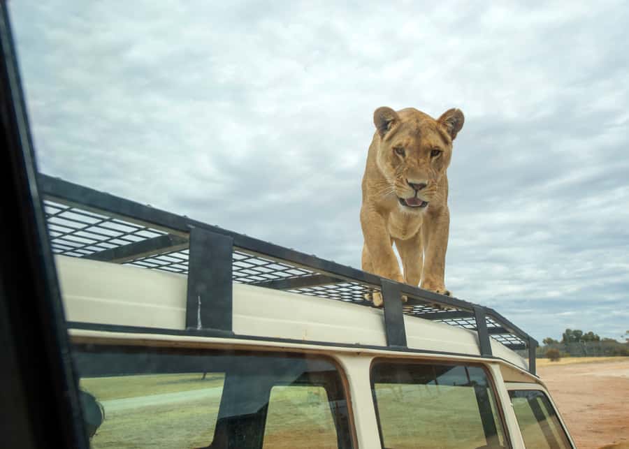 Lions 360 Experience and a Day at Monarto Safari Park - Lions 360 Through the Tunnel: What You’re Actually Getting