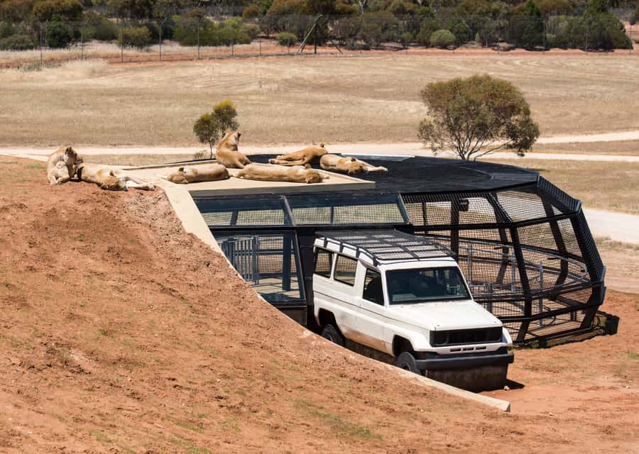 Lions 360 Experience and a Day at Monarto Safari Park - Monarto Safari Park All Day: Why You Don’t Leave After One Hour