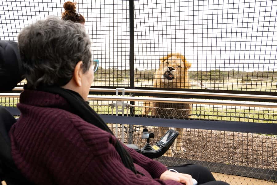 Lions 360 Experience and a Day at Monarto Safari Park - What Happens During Lions 360: The Safe, Close-Up Part
