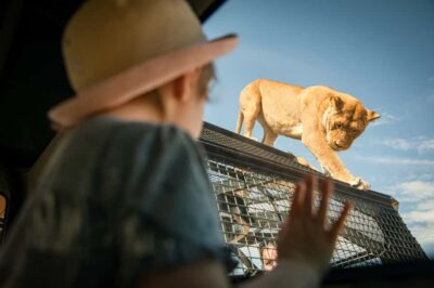 Lions 360 Experience and a Day at Monarto Safari Park - The Flow of Your Day: From Check-In to Lion Proximity